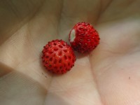 Fragaria vesca, commonly called wild strawberry