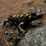 A curious salamander at the lakes of Flega in Valia Calda National Park