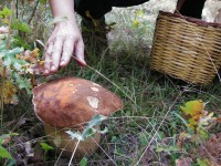 A Boletus reticulatus is about to be picked...