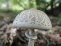 Lepiota mushroom, National Park of Vikos-Aoos
