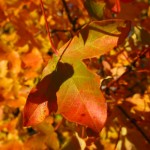 Autumn foliage colours. Northern Greece