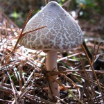 A Macrolepiota procera stands proudly in a pine forest in Pindus mountains