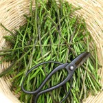 Wild asparagus collected in springtime in the lower altitudes of the mountains of Epirus