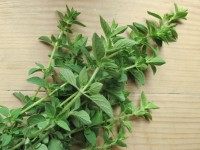 Oreganum Vulgarius (mountain Greek). Sun. Perennial. Height: 10-12” Can Spread up to 24” wide. Also known as Wild Oregano, this oregano is referred to as Mountain Greek because the seeds come from the mountains of Greece. Has a very strong and spicy hot flavor