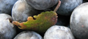 Prunus spinosa | The specific name spinosa is a Latin term indicating the pointed and thornlike spur shoots characteristic of this species. The common name "blackthorn" is due to the thorny nature of the shrub, and its very dark bark