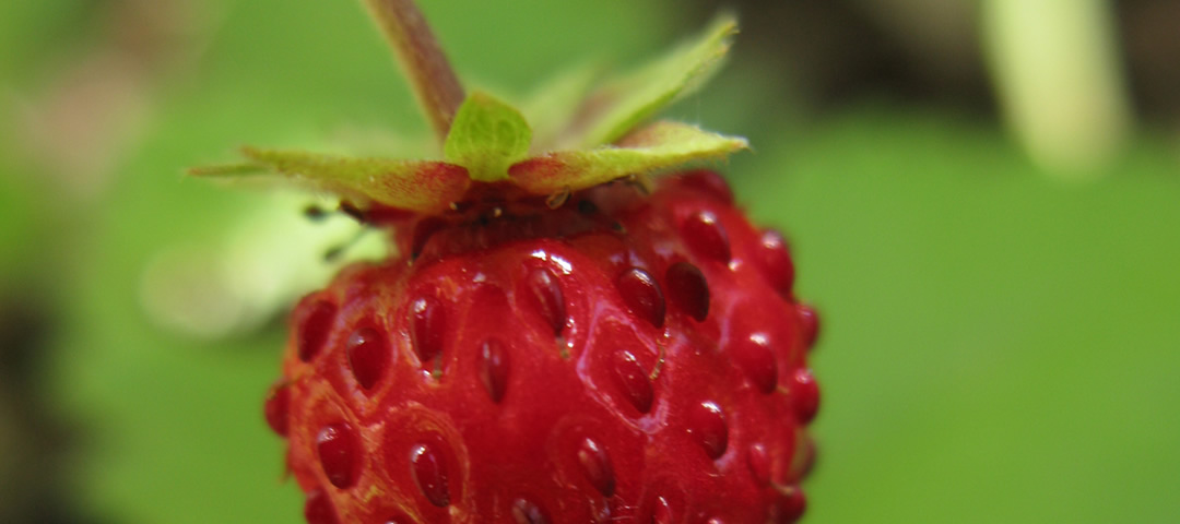 Fragaria vesca, commonly called wild strawberry, woodland strawberry, Alpine strawberry, European strawberry, or fraise des bois, is a perennial herbaceous plant that grows naturally throughout much of the Northern Hemisphere, and that produces edible fruits.