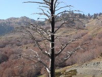 A lightning-stroke pinus heldreichii tree in Valia Calda National Park in Greece