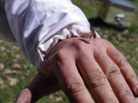 Bee stinging the hand of the bee keeper in Epirus, Greece