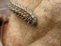 A caterpillar in Spring in Epirus, Greece