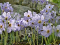 Ramonda serbica grows in shady crevices of calcareous rocks in altitudes of 400–1500 m on the mountains of Mitsikeli and Tymfi (Timfi) in the Zagori region of Ioannina
