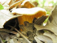 Cantharellus cibarius, or else known as the chanterelle, golden chanterelle or girolle is a spring-fall mushroom in Zagori, Greece
