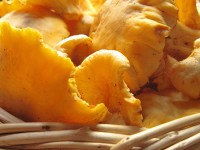 Cantharellus cibarius, or else known as the chanterelle, golden chanterelle or girolle is a spring-fall mushroom in Zagorochoria, Greece