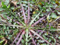 Cichorium intybus - asteraceae, Zagori, Greece