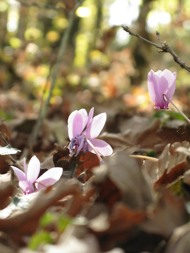 Autumn is the time for cyclamens in Zagori