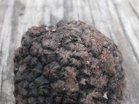 Tuber uncinatum truffle