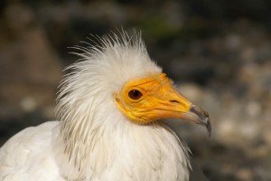 The Egyptian vulture (Neophron percnopterus) is the smallest of the four species of European vultures. Its small size (wingspan of 180 cm (5.9 ft.) and body length of 60 cm (2.2 ft.)) have lead to its other Bulgarian name: ‘lesser vulture’. The adults have white plumage with black flight feathers and featherless yellow-orange face. The crest of white, pointed feathers gives the bird its typical appearance. The tail is white and wedge-shaped. The young are dark brown with light feather tips. As they mature the dark juvenile feathers are gradually replaced with the typical white of the adults. The bird reaches adult plumage in its fifth or sixth year. In flight it can be mistaken for a white stork. The differences are the wedge-shaped tail and the short legs and neck.