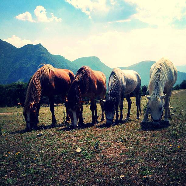 Horses grazing under Astraka peak in the Zagori region