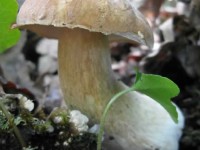 Boletus mushrooms, Zagorochoria, Ioannina