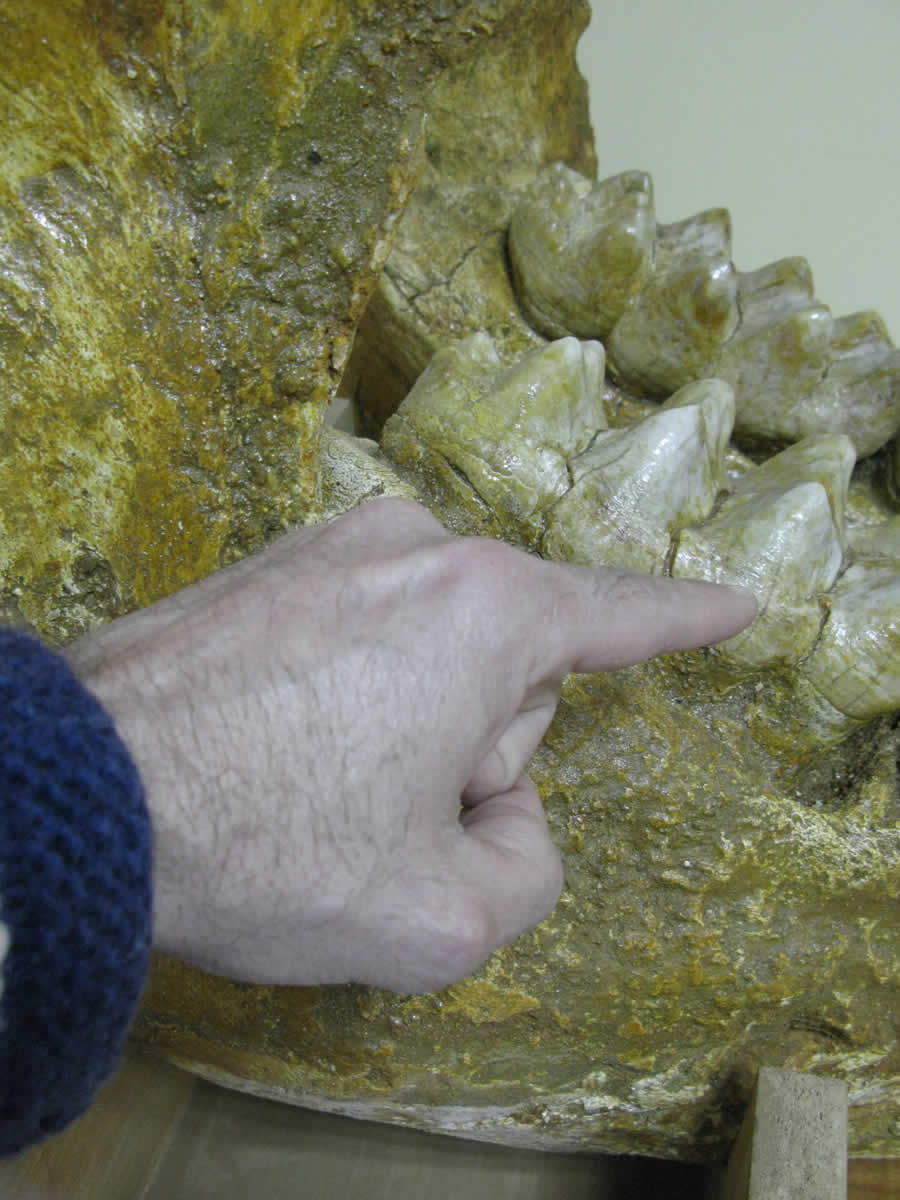 The teeth of the lower jaw of the Mammut Borsoni with respect to a human hand